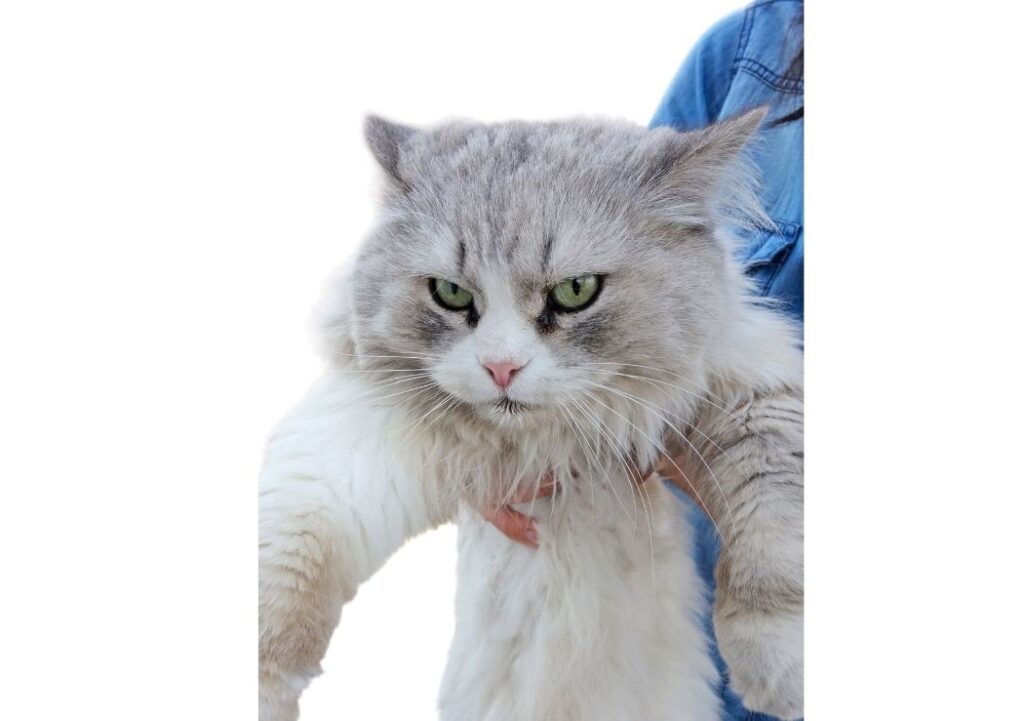un chat n'a pas toujours envie d'être porté, il faut respecter son consentement