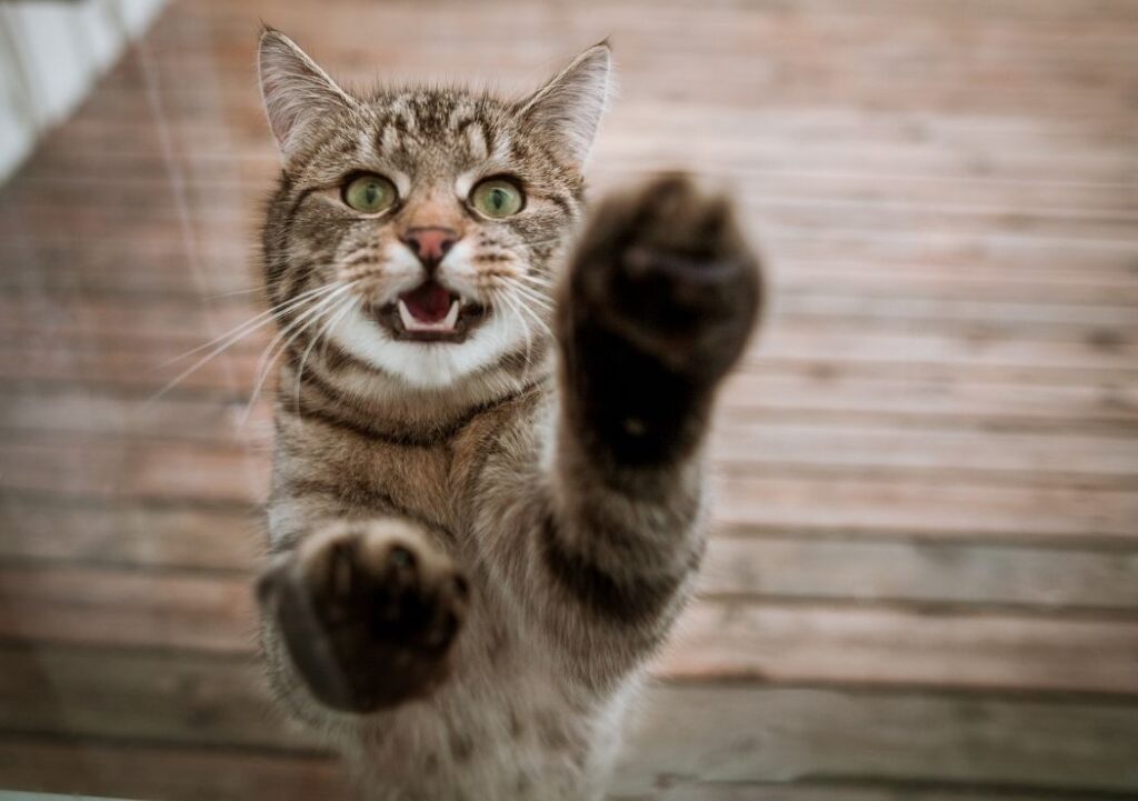 il est important de reconnaitre les signes de stress chez un chat 