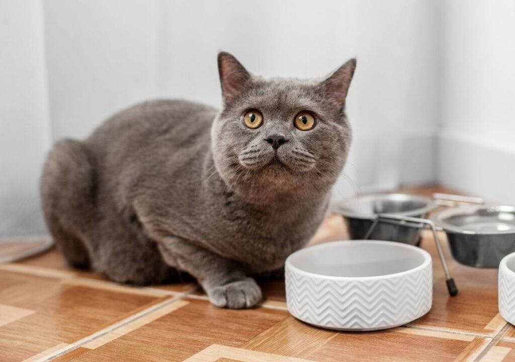 le chat est un grignoteur qui fait environs 16 petits repas par jour