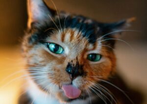 tout ce que votre chat voudrait vous dire pour mieux le comprendre