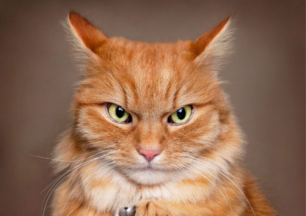pour résoudre un problème de comportement avec son chat il faut appliquer tous les conseils