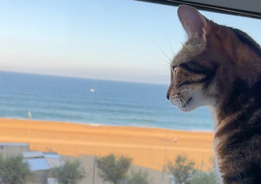 amener son chat en vacances