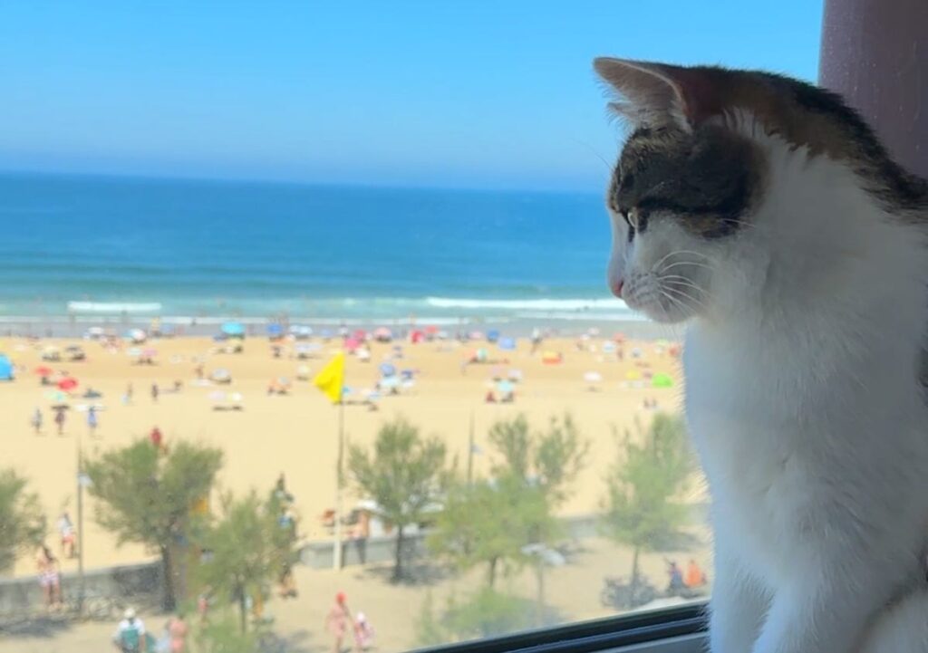 emmener son chat en vacances : mes conseils de comportementaliste