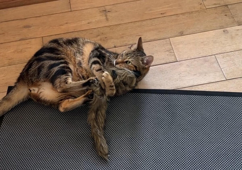 ce jouet en forme de peluche de furet est parfait pour que le chat se défoule