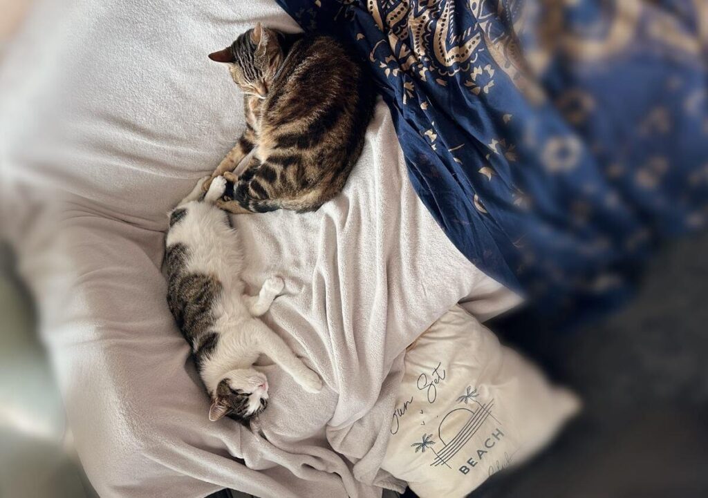 pour empêcher un chat de faire ses griffes sur le canapé, il faut le recouvrir avec un grand plaid