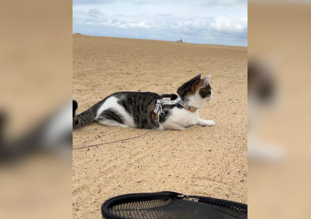 promener son chat à la plage le matin pour que le sable soit frais